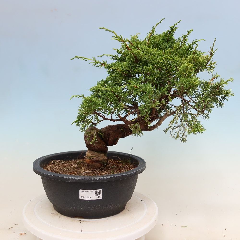 Bonsai da esterno - Juniperus chinensis Itoigawa-Juniperus chinensis