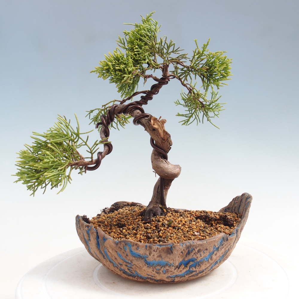 Bonsai da esterno - Juniperus chinensis Kishu