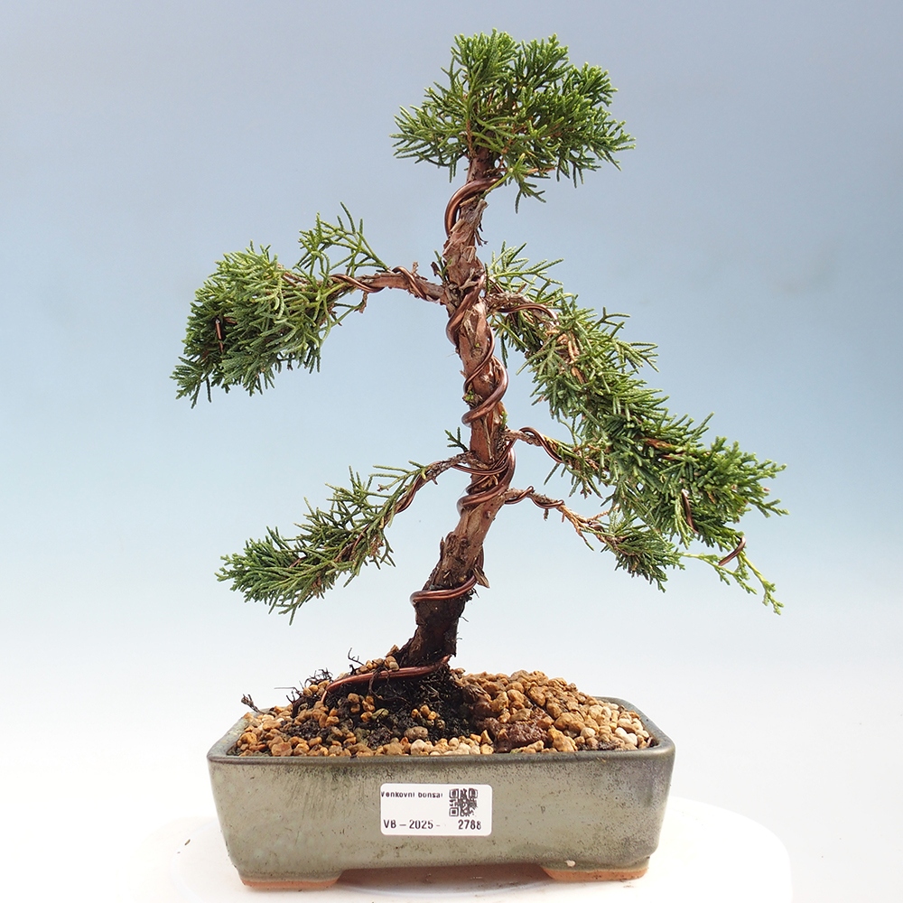Bonsai da esterno - Juniperus chinensis Kishu