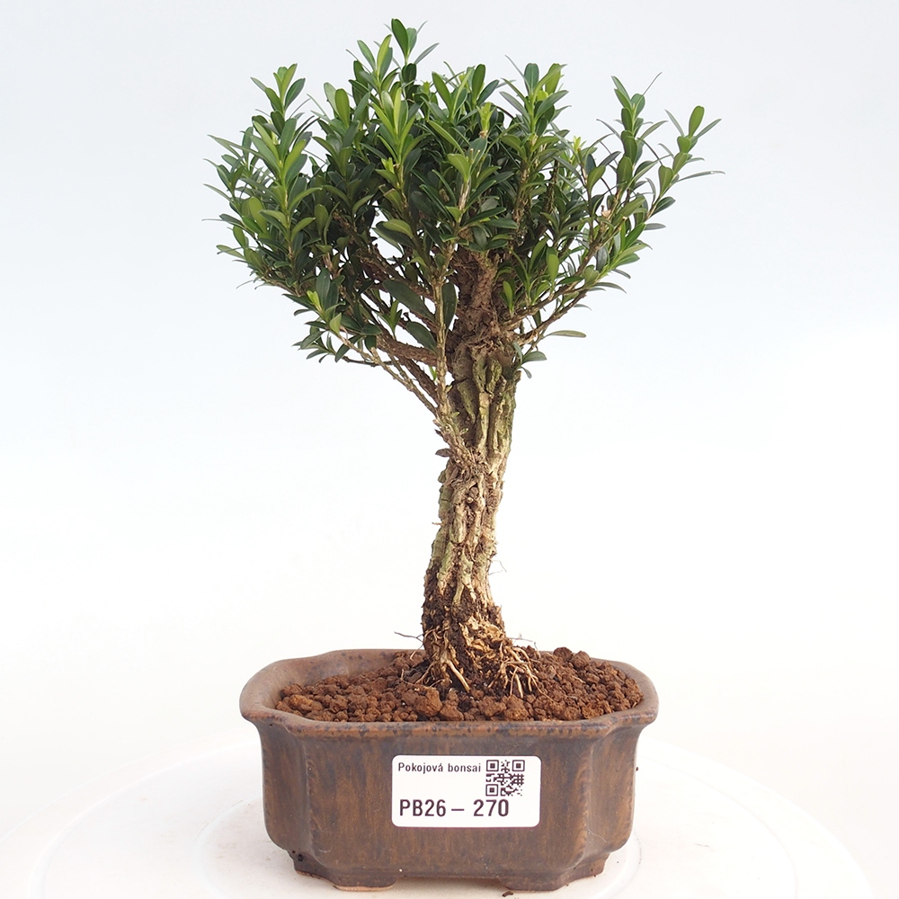 Camera bonsai - Buxus harlandii - buxus da sughero