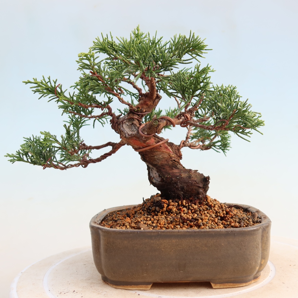 Bonsai da esterno - Juniperus chinensis Itoigawa