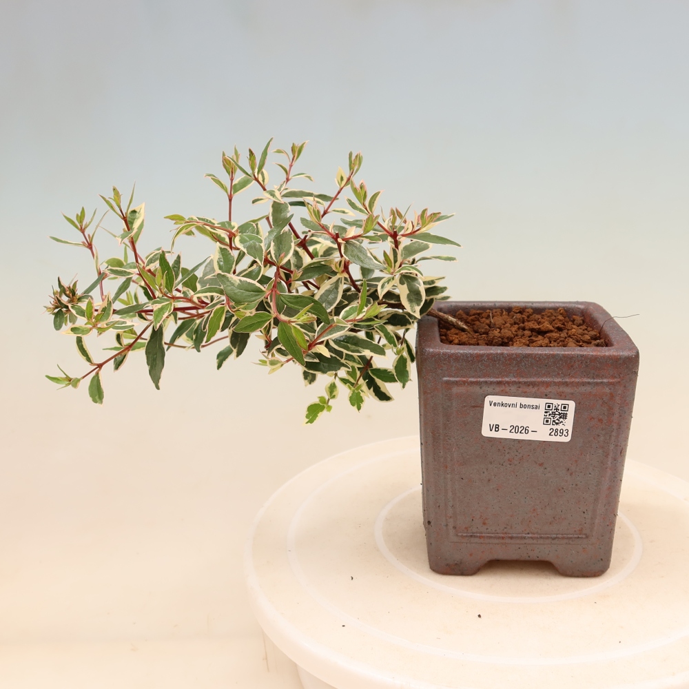 Bonsai da esterno - Abelia gr. Confetti - Abelia a fiore grande