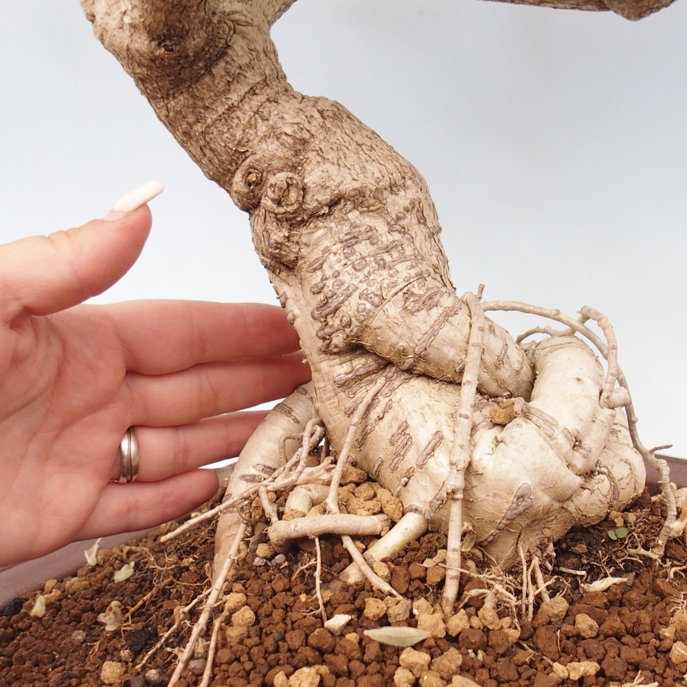Bonsai da esterno - Vistaria - Glicine