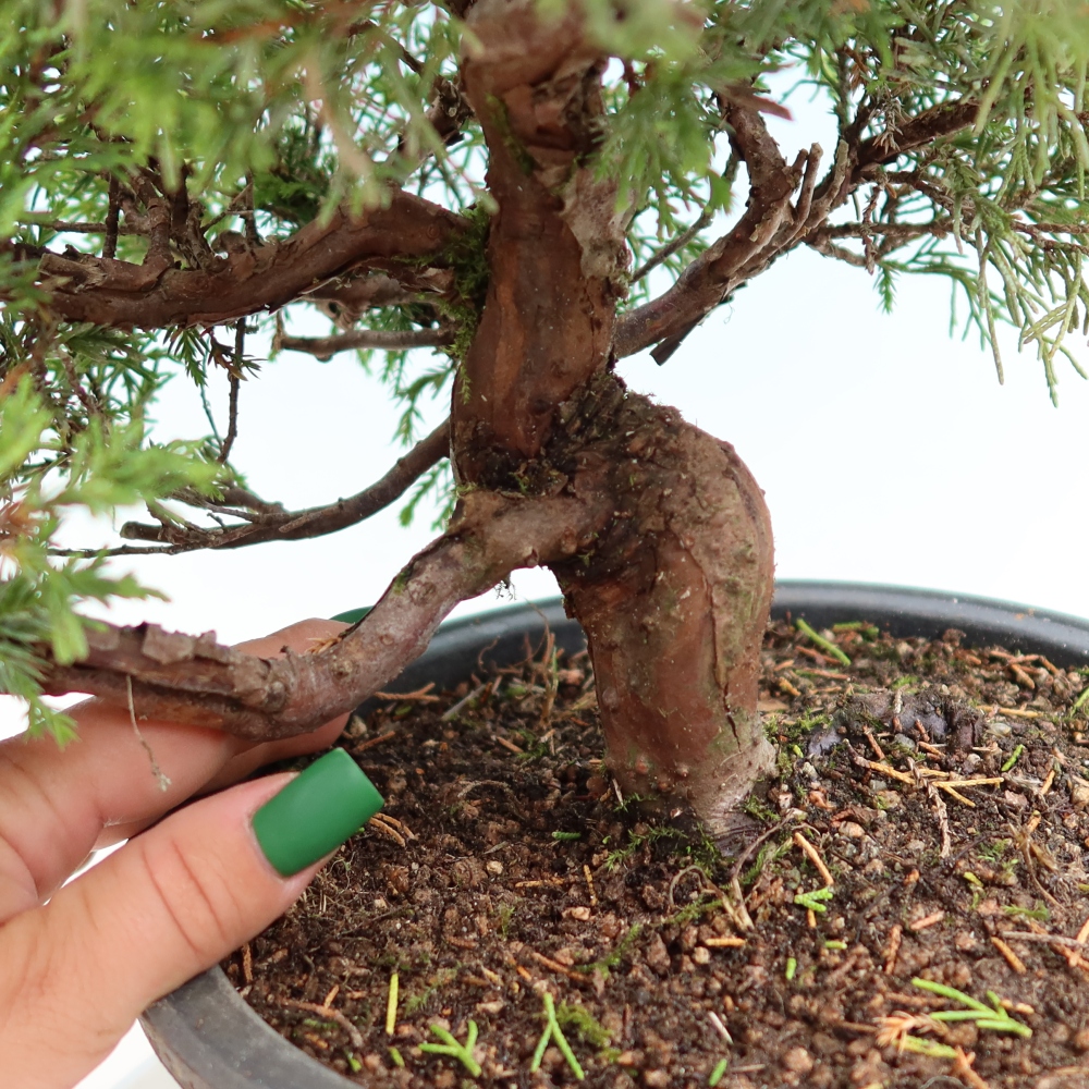 Bonsai da esterno - Juniperus chinensis Itoigawa-Juniperus chinensis