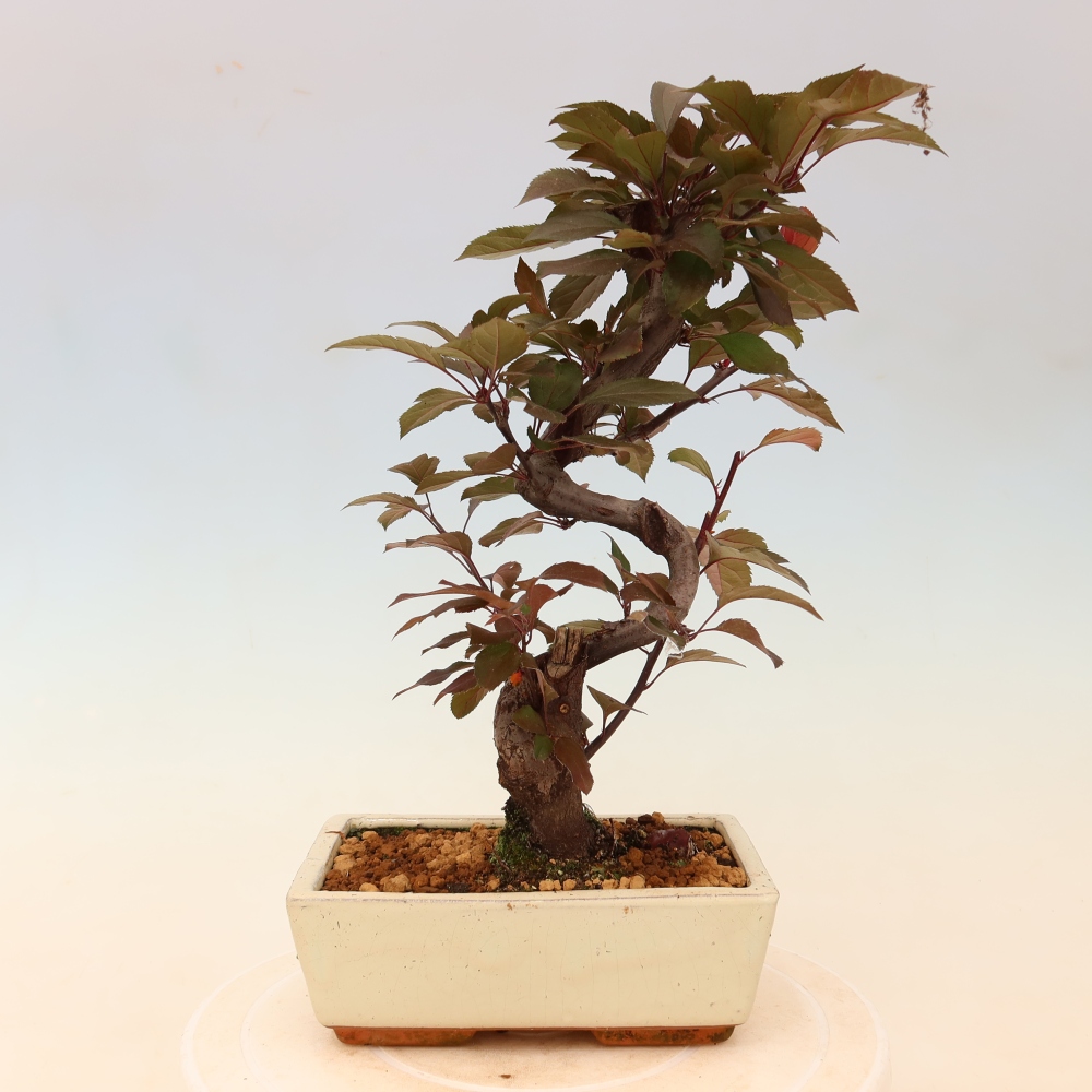 Bonsai da esterno -Malus domestica - Melo a piccoli frutti a foglie rosse