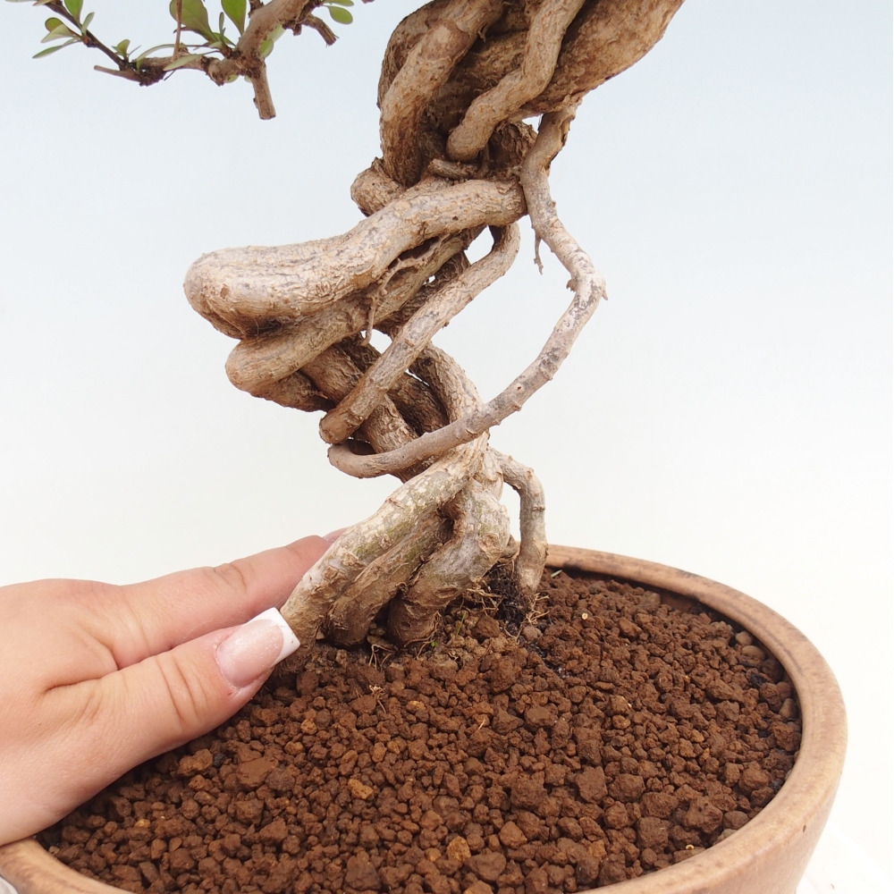 Bonsai da esterno - Berberis coreana