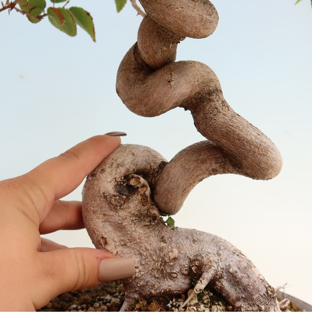 Bonsai da esterno -Carpinus CARPINOIDES - Carpino coreano