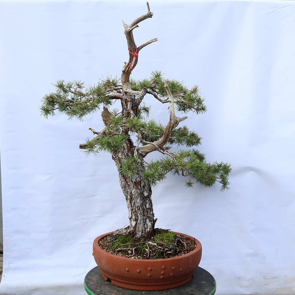 Pinus sylvestris Spagna - pino silvestre