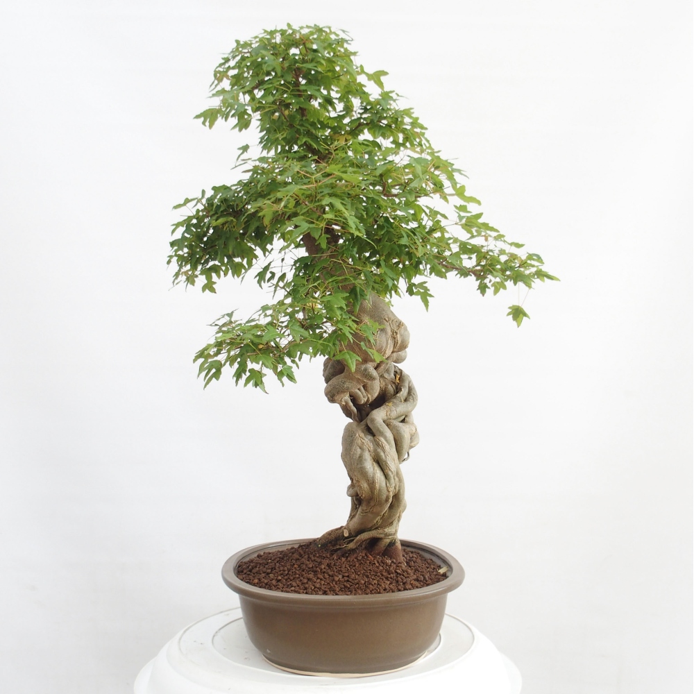 Bonsai da esterno - Acer Buergerianum - Acero burger