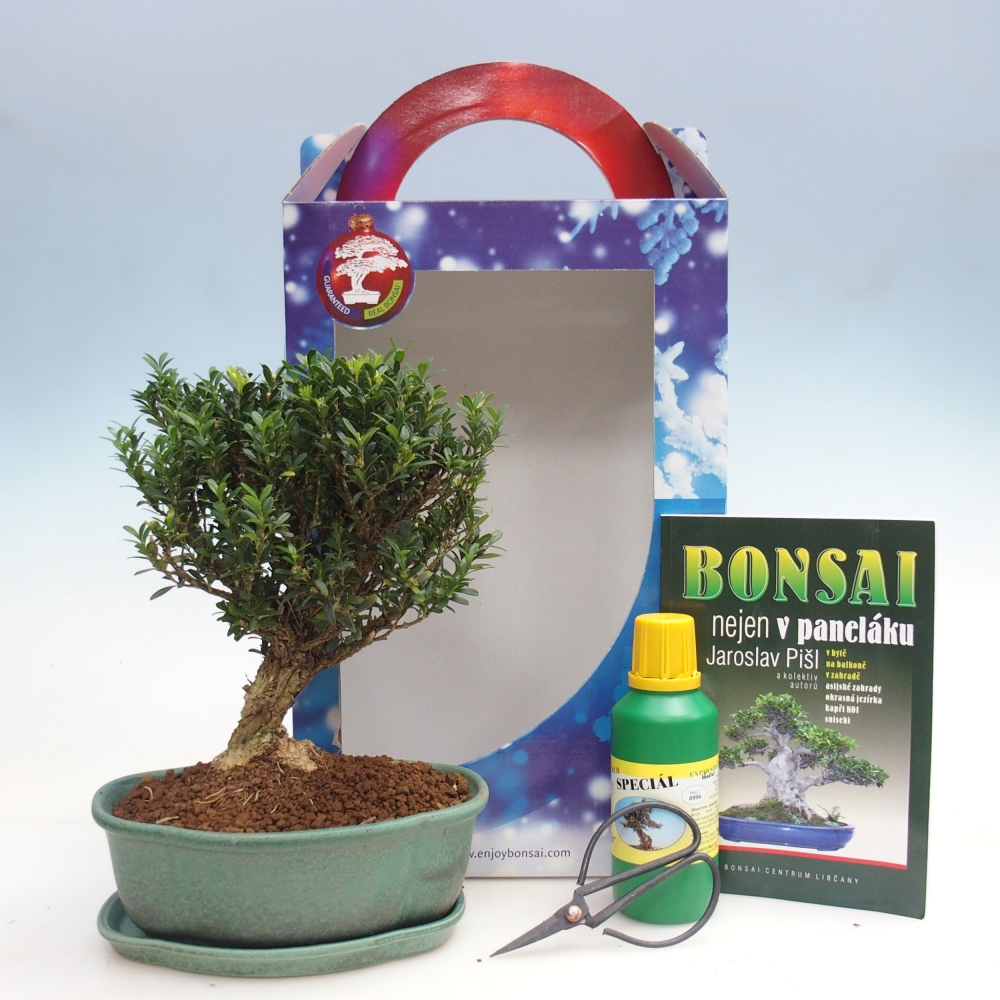 Bonsai da camera in confezione regalo Buxus harlandii - buxus da sughero