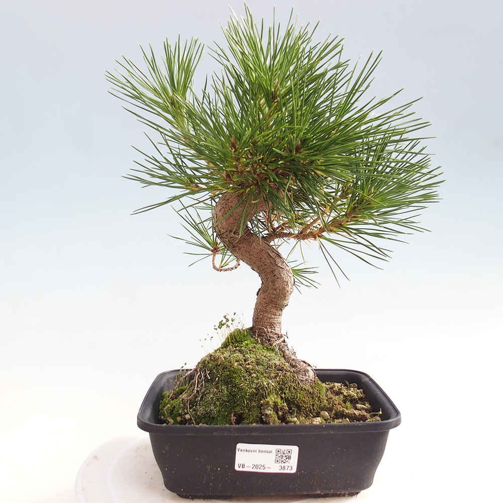 Bonsai da esterno - Pinus thunbergii - Pino di Thunberg