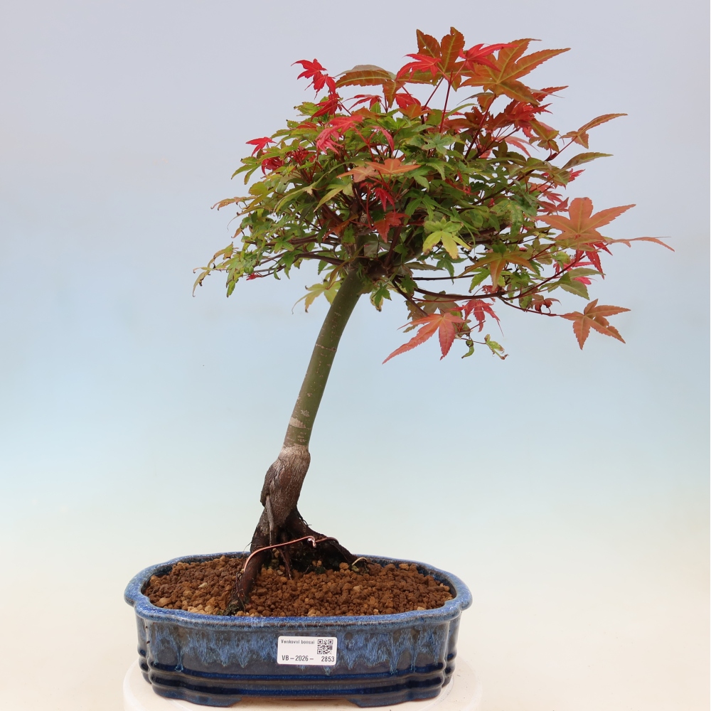 Acero norvegese - Acer palmatum Beni Tsukasa