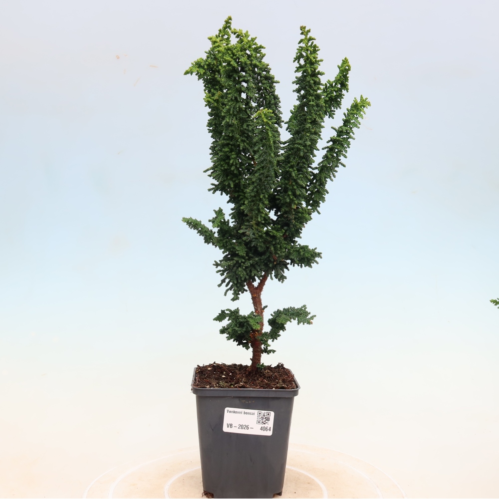 Bonsai da esterno - Cham. obtusa SEKKA HINOKI - Cipresso