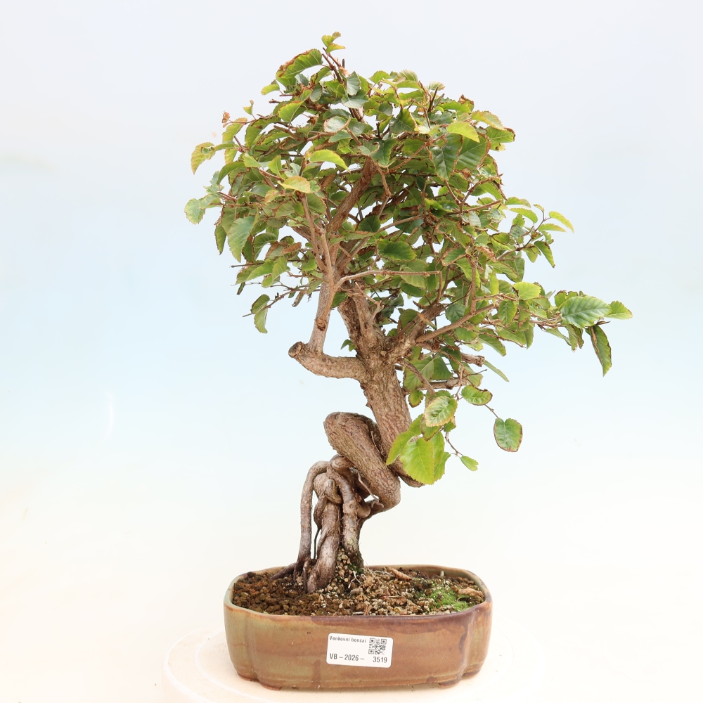 Bonsai da esterno -Carpinus CARPINOIDES - Carpino coreano