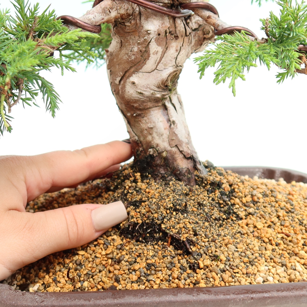 Bonsai da esterno - Juniperus chinensis Itoigawa-Juniperus chinensis