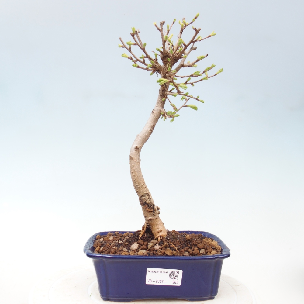 Bonsai da esterno -Pseudolarix amabis-Pseudolarix amabis