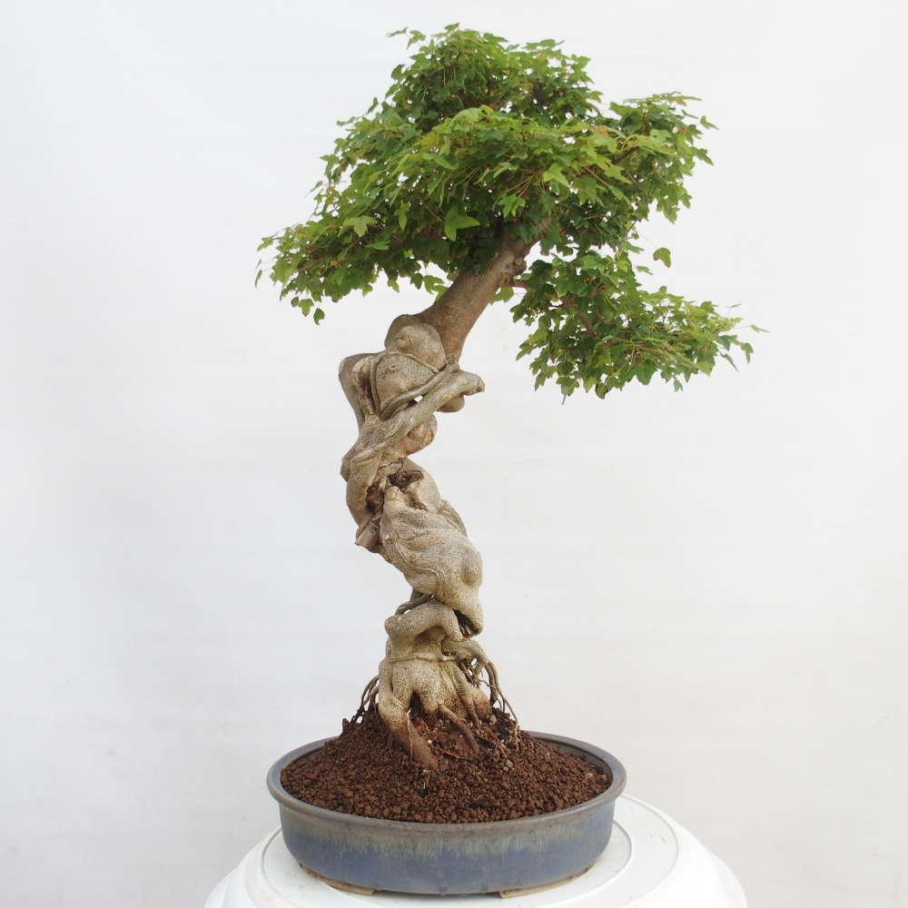 Bonsai da esterno - Acer Buergerianum - Acero burger