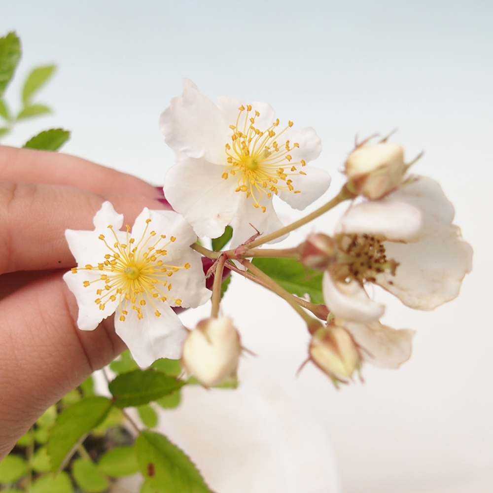 Bonsai da esterno - Rosa sp. - rosa a fiore piccolo