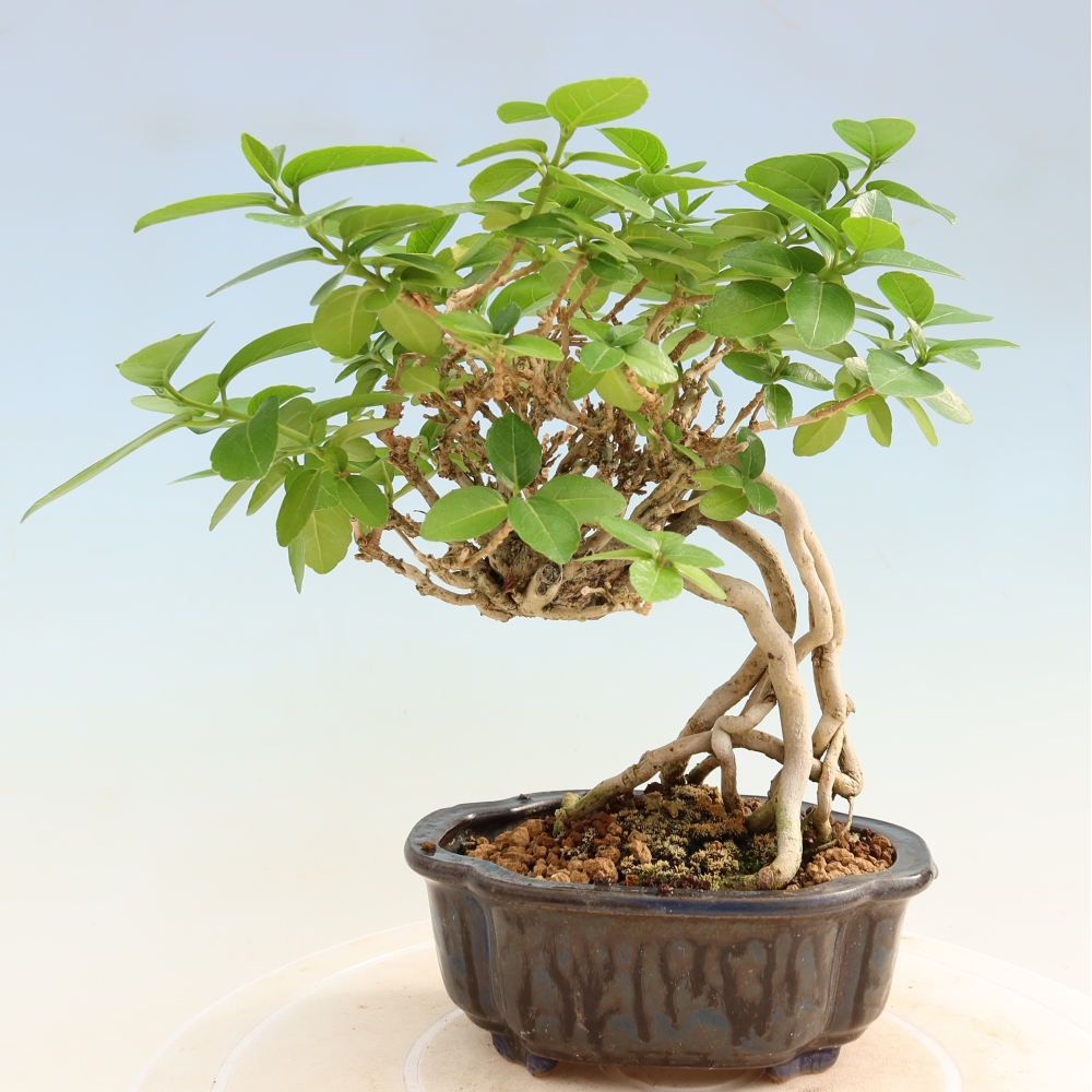 Bonsai da interno - Premna serratifolia - Kozlovna malolista