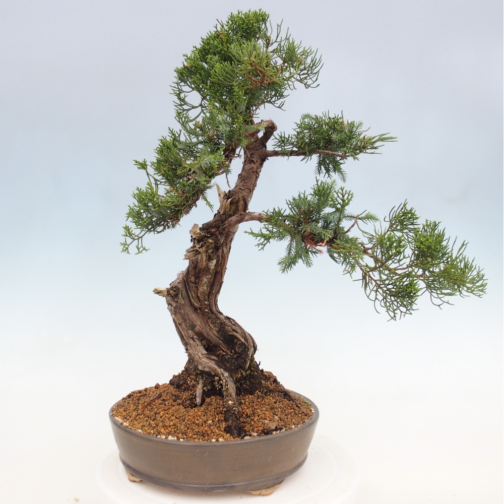 Bonsai da esterno - Juniperus chinensis Itoigawa