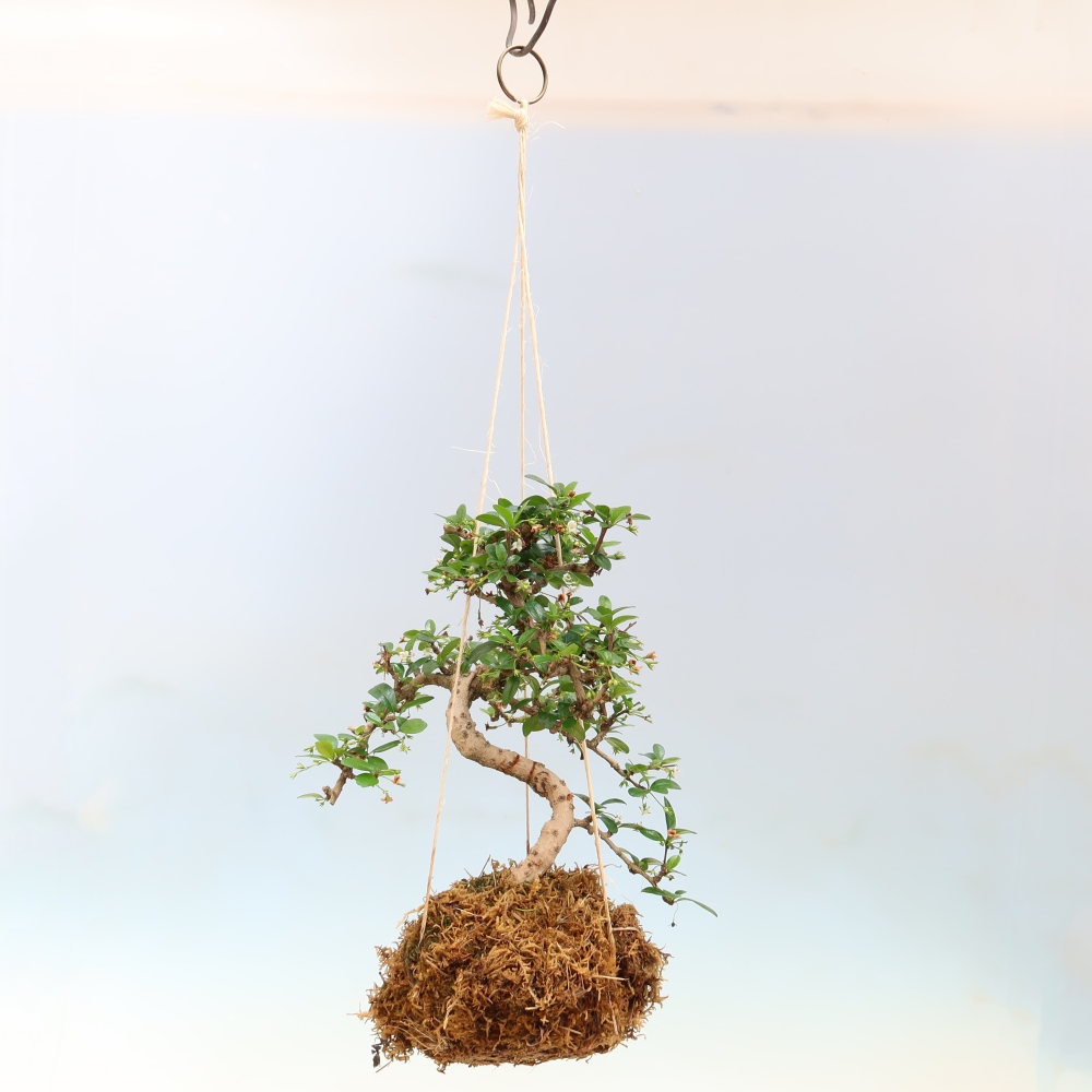Kokedama in ceramica - Tea-fuki - Carmona macrophylla