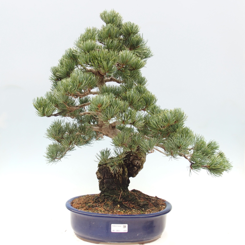 Bonsai da esterno - Pinus parviflora - Pinus parviflora