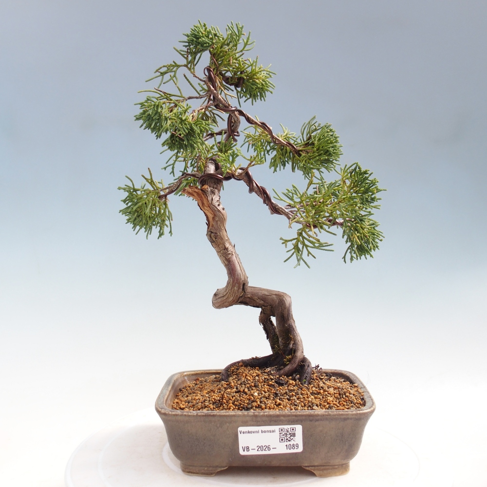 Bonsai da esterno - Juniperus chinensis Kishu