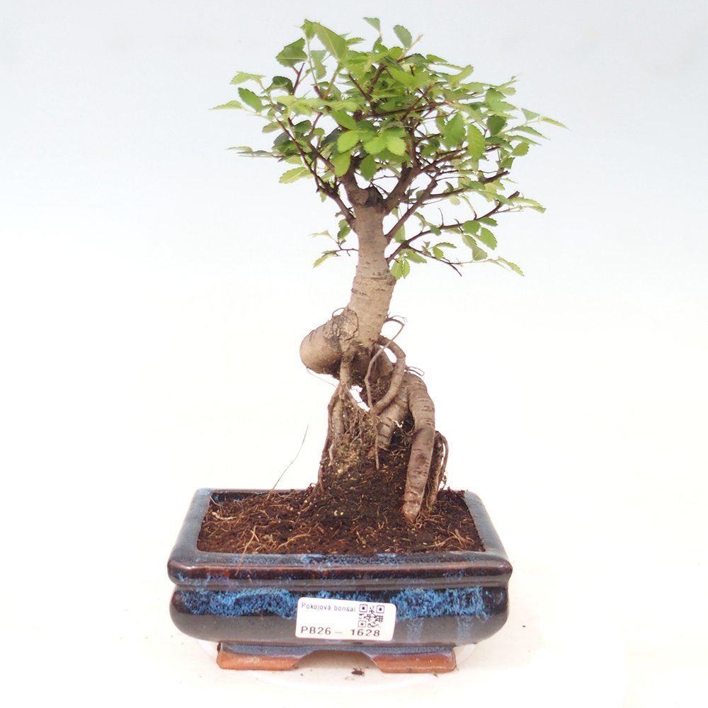 Camera bonsai - Ulmus parvifolia - Olmo a foglie piccole