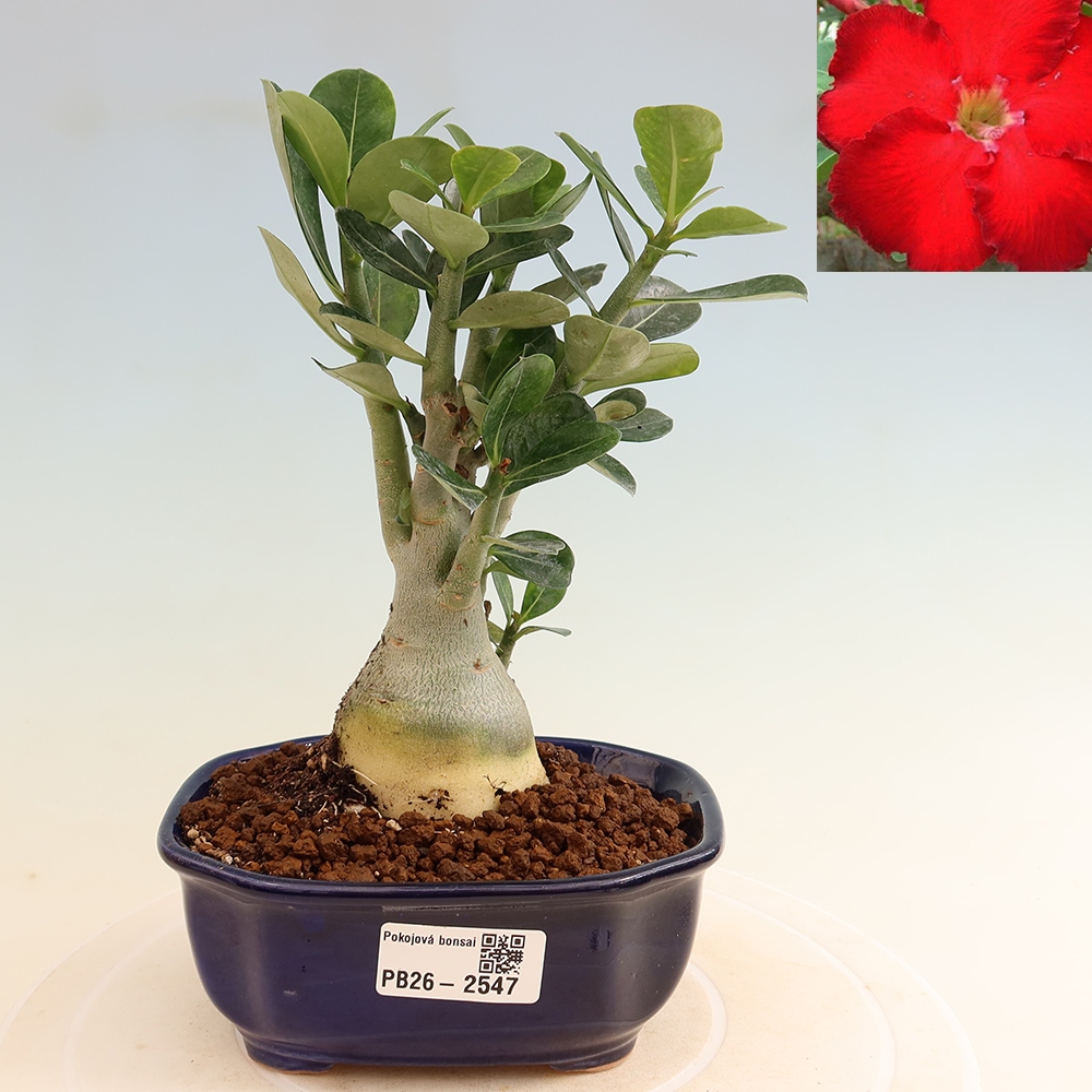 Bonsai da interno - Adenium obesum Red Star - Rosa del deserto