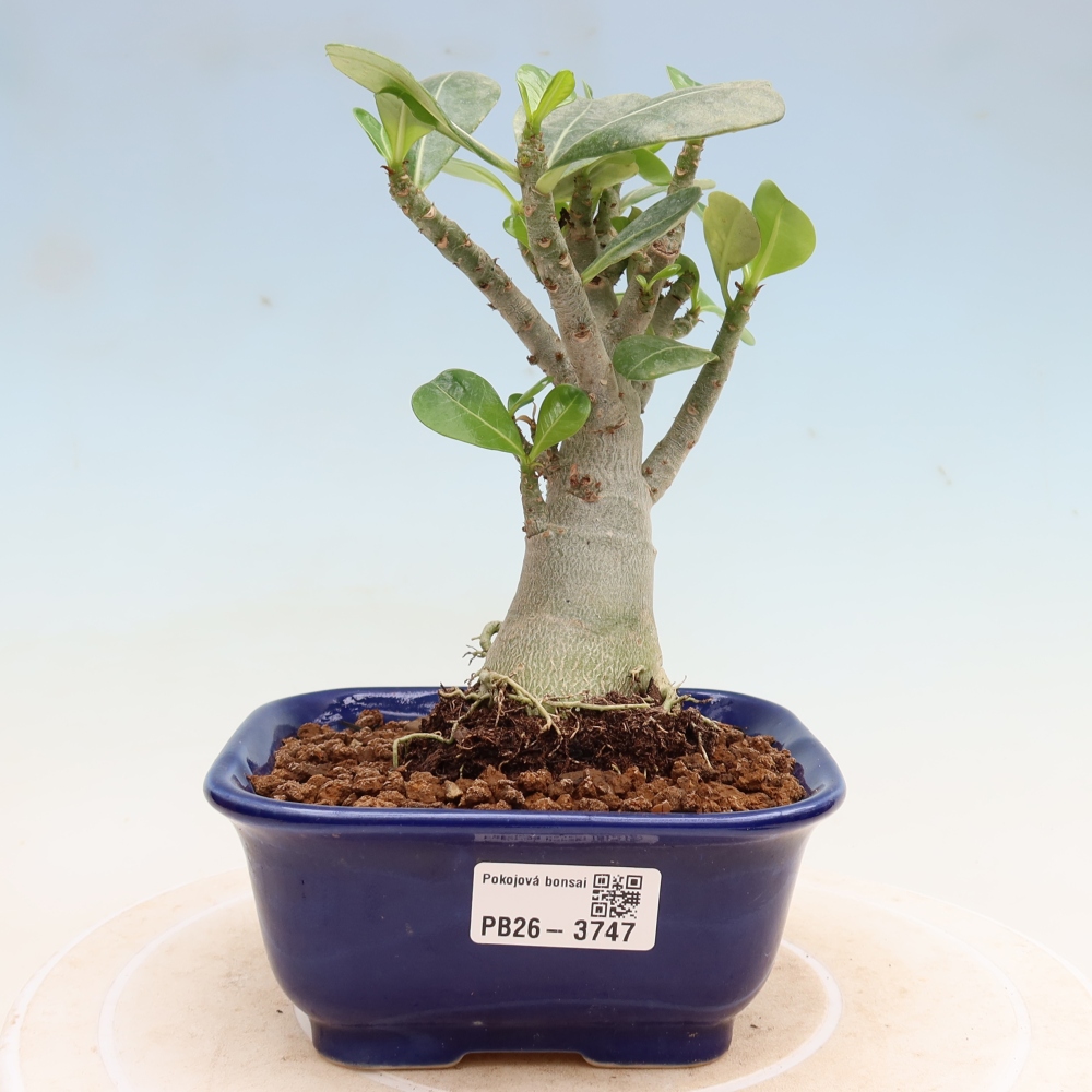 Bonsai da interno - Adenium obesum Red Star - Rosa del deserto