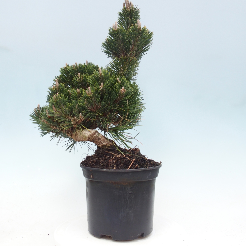 Bonsai da esterno - Pinus thunbergii senjyumaru - Pino di Thunberg