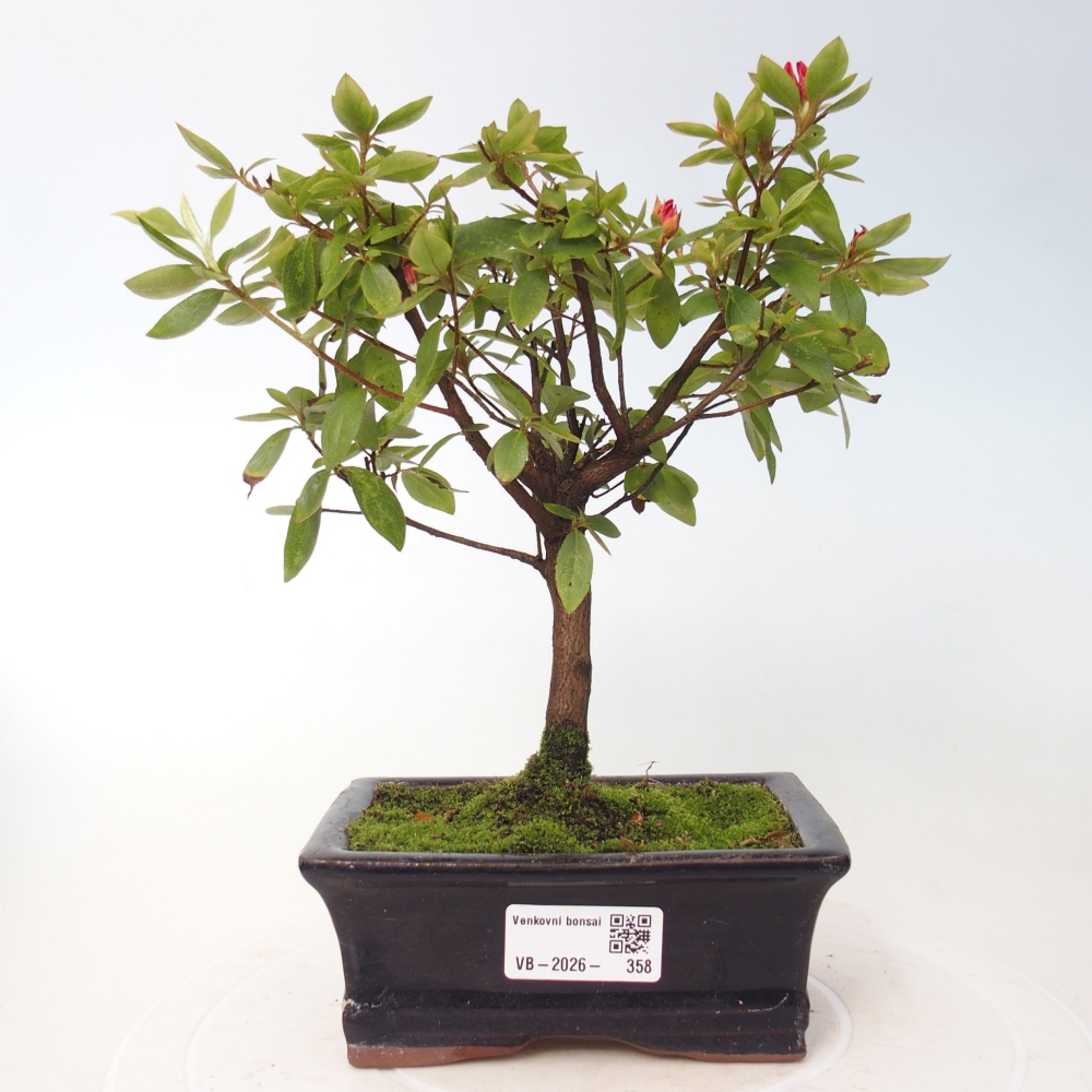 Bonsai da esterno - Azalea giapponese - Azalea sp.