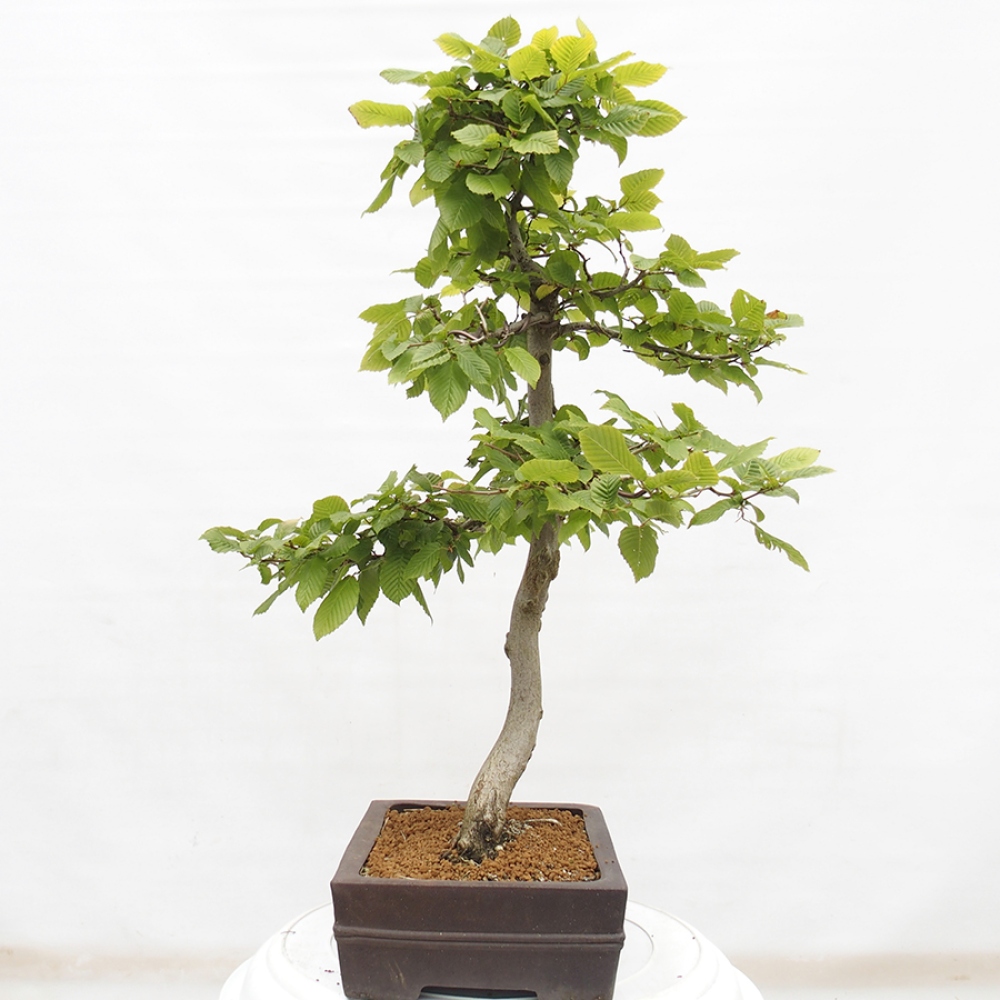 Bonsai da esterno - Carpino - Carpinus betulus