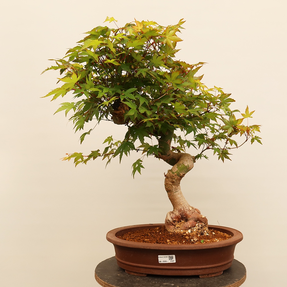 Bonsai da esterno - Acero palmatum - Palme