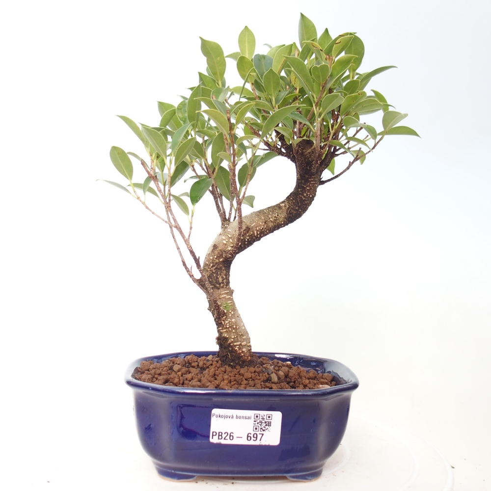 Camera bonsai - Ficus retusa - ficus a foglie piccole