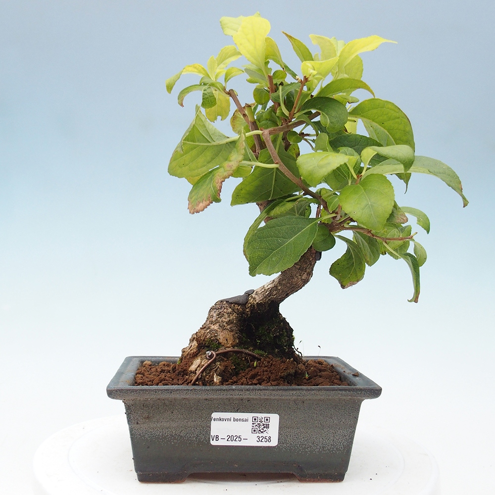 Bonsai da esterno - Celastrus orbiculatus