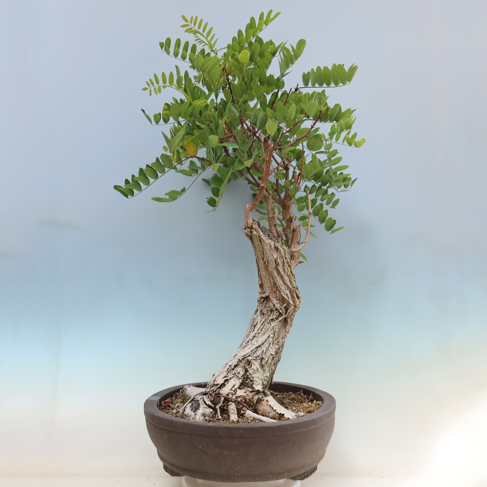 Bonsai da esterno - Acacia spinosa - Robinia pseudoacacia