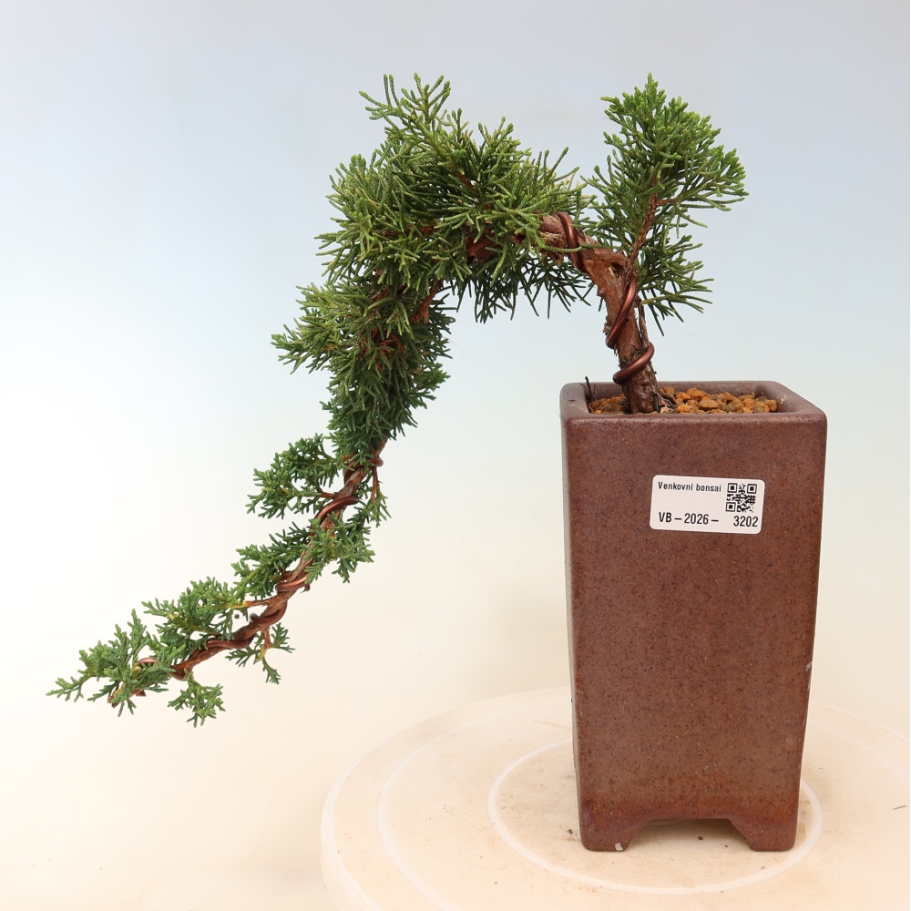 Bonsai da esterno - Juniperus chinensis Kishu