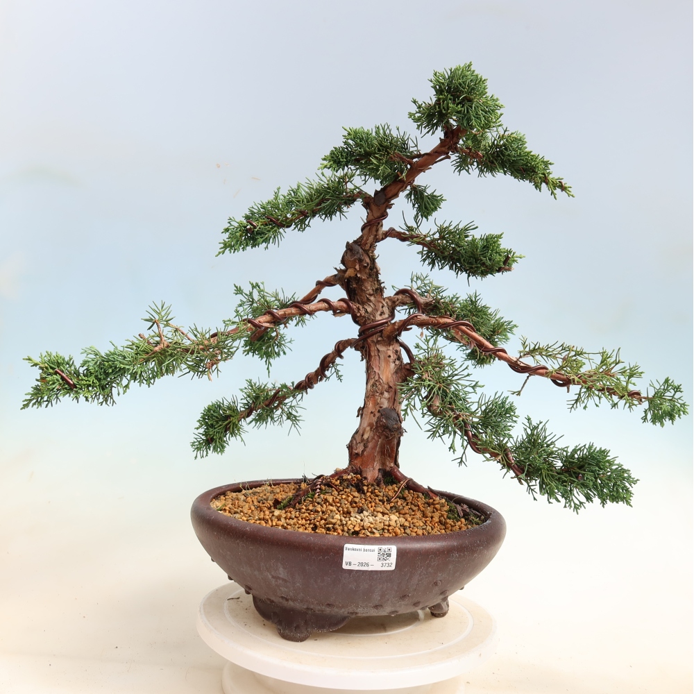 Bonsai da esterno - Juniperus chinensis Kishu