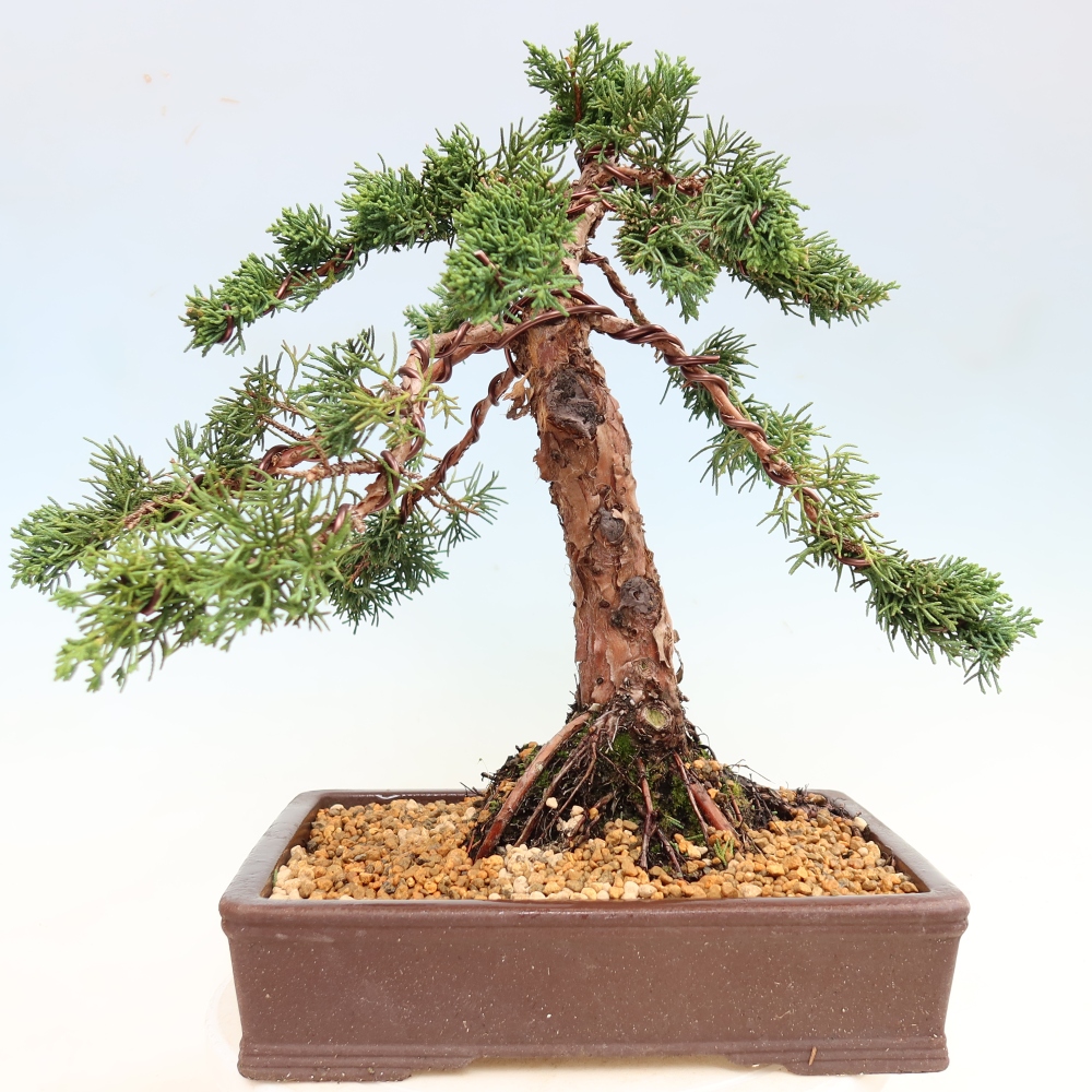 Bonsai da esterno - Juniperus chinensis Kishu