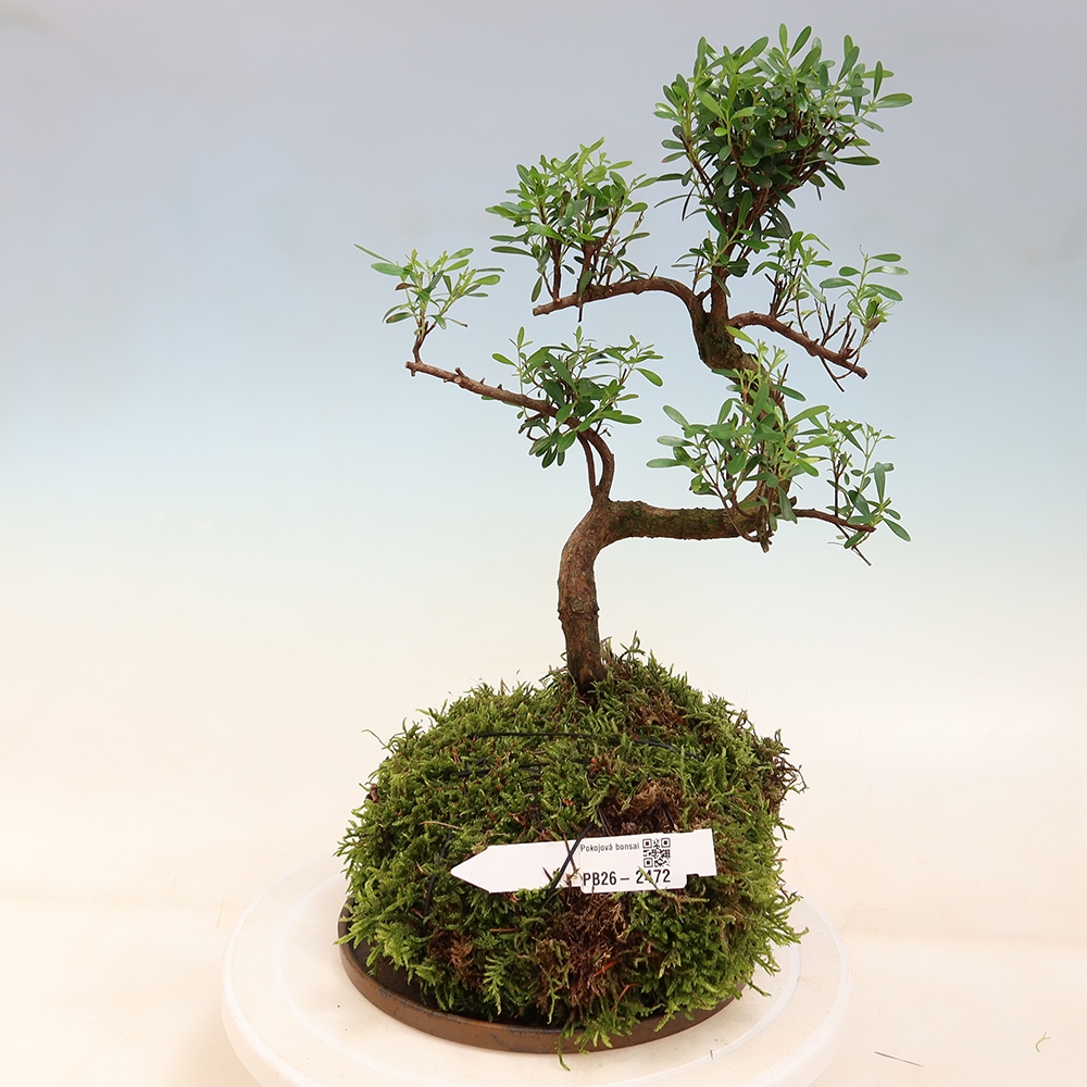 Kokedama con sottovaso - Syzygium - Albero del pimento