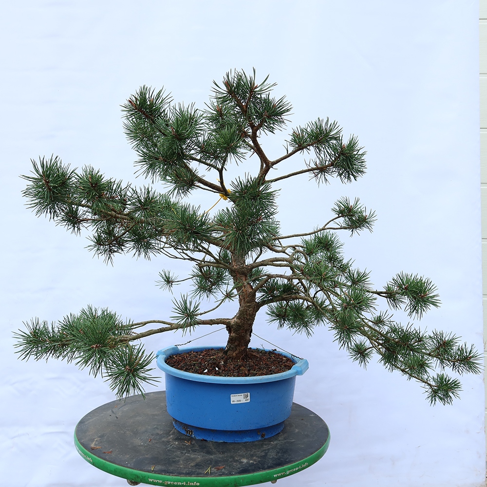 Pinus sylvestris Spagna - pino silvestre