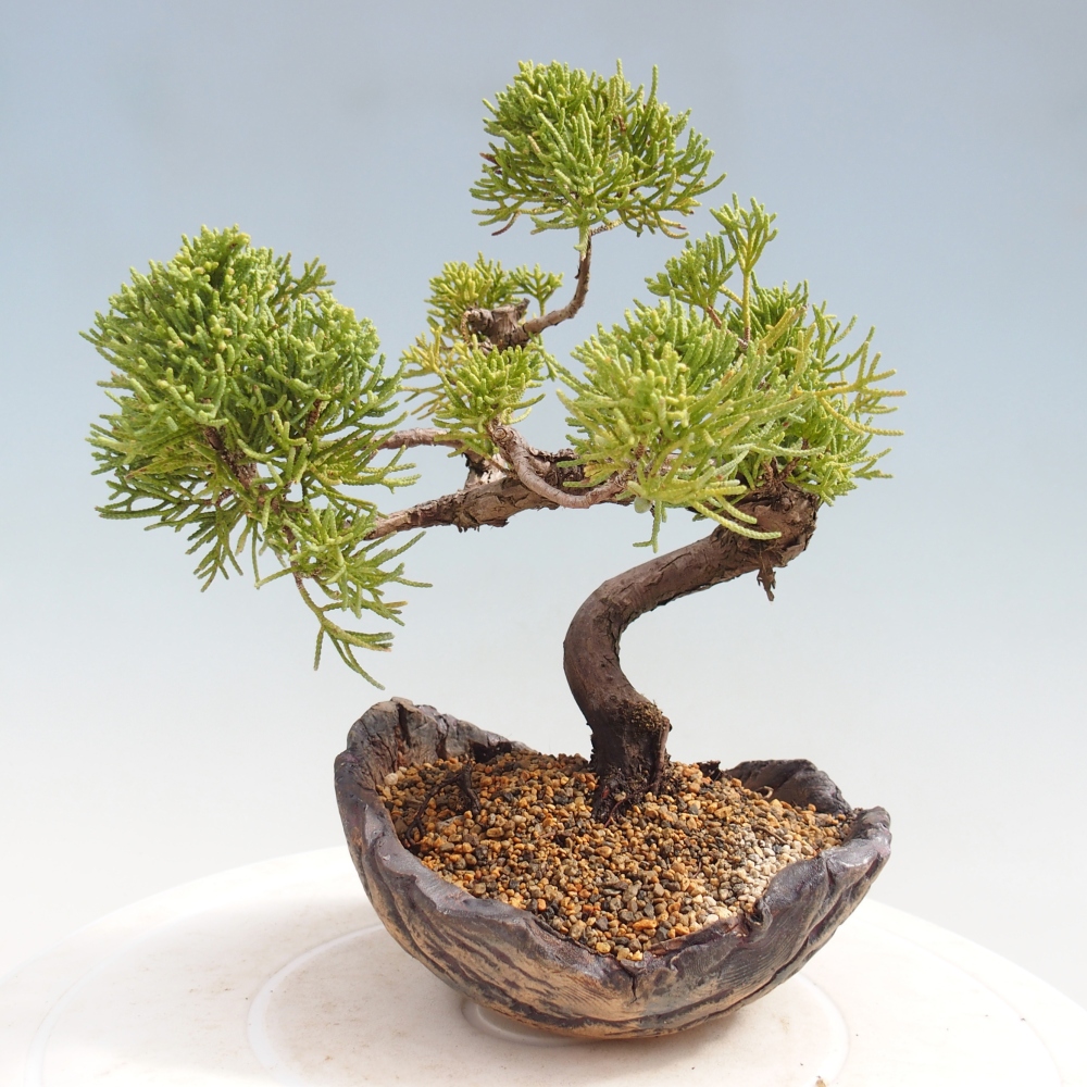Bonsai da esterno - Juniperus chinensis Kishu
