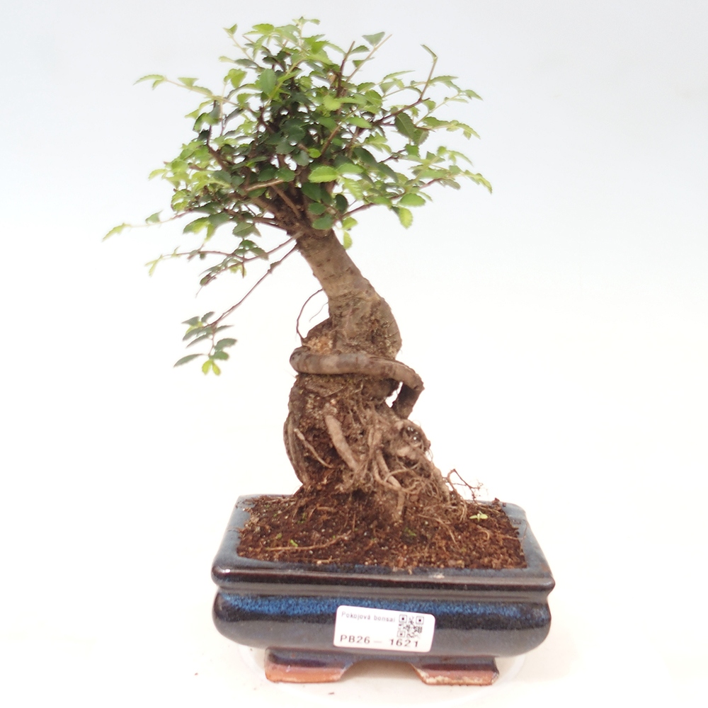 Camera bonsai - Ulmus parvifolia - Olmo a foglie piccole
