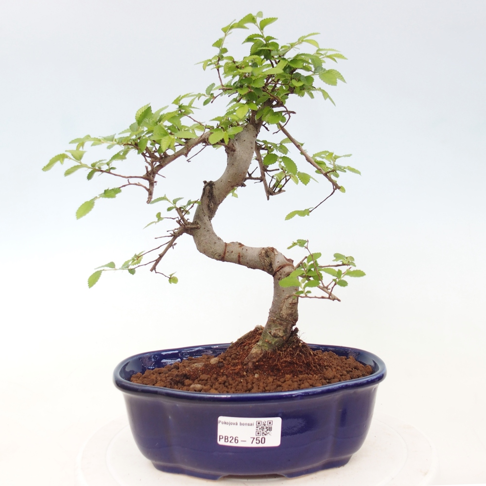 Camera bonsai - Ulmus parvifolia - Olmo a foglie piccole