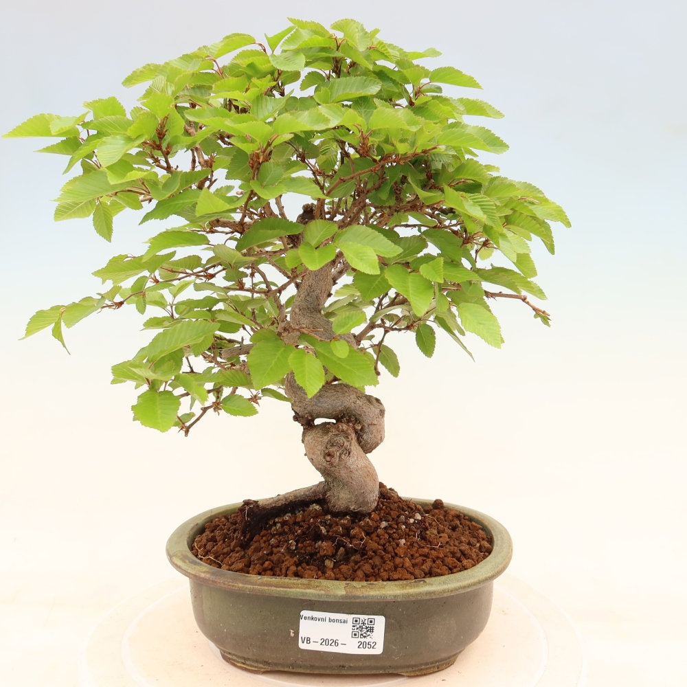 Bonsai da esterno -Carpinus Coreana - Carpino coreano