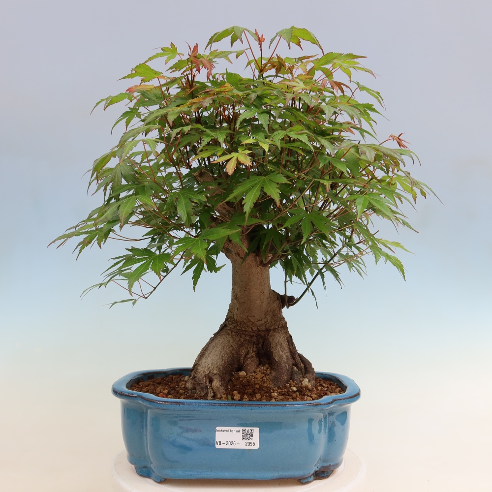 Bonsai da esterno - Acero Burger - Acer Burgerianum