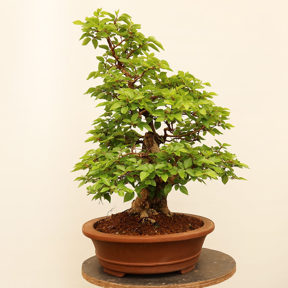 Bonsai da esterno -Carpinus Coreana - Carpino coreano