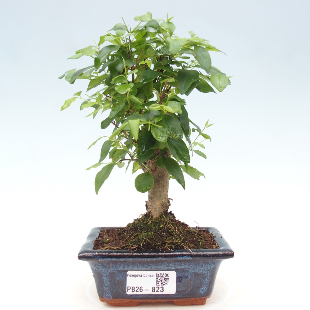 Camera bonsai -Ligustrum chinensis - Becco d'uccello