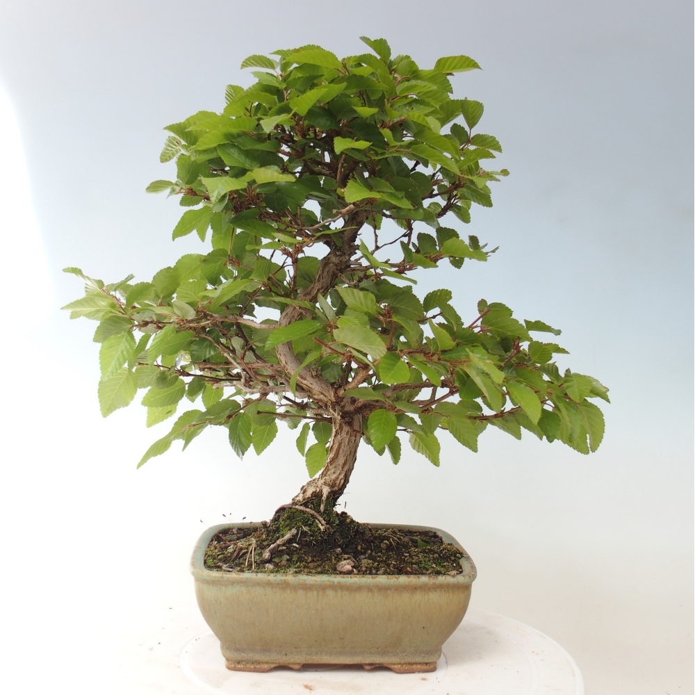 Bonsai da esterno -Carpinus CARPINOIDES - Carpino coreano